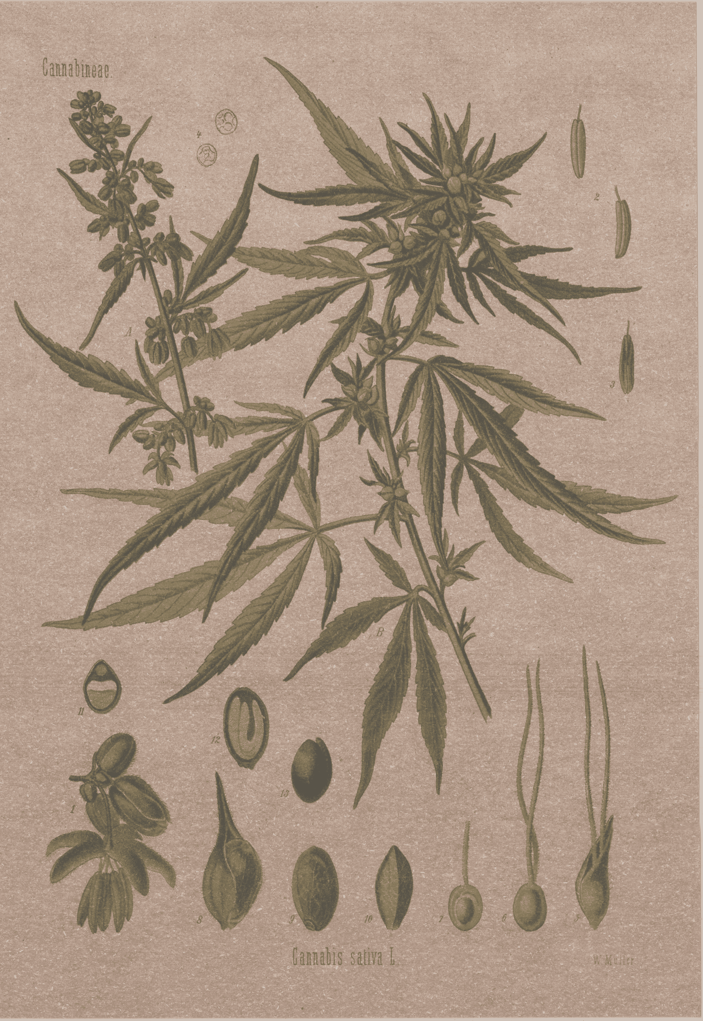 100% US-Made Hemp Paper Historical Art Prints